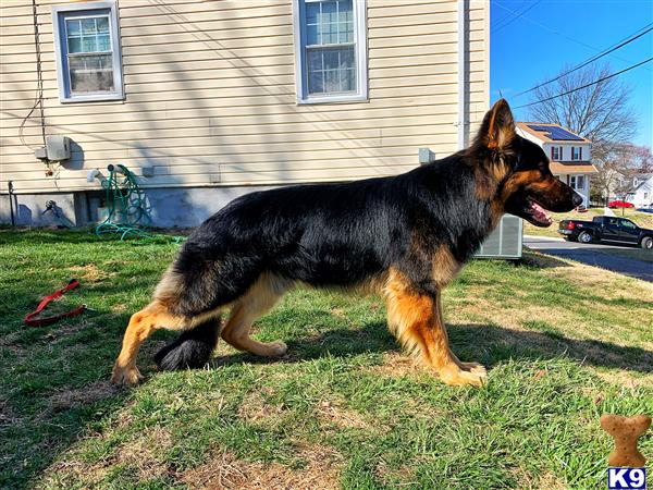 gsdstud1 Picture 3